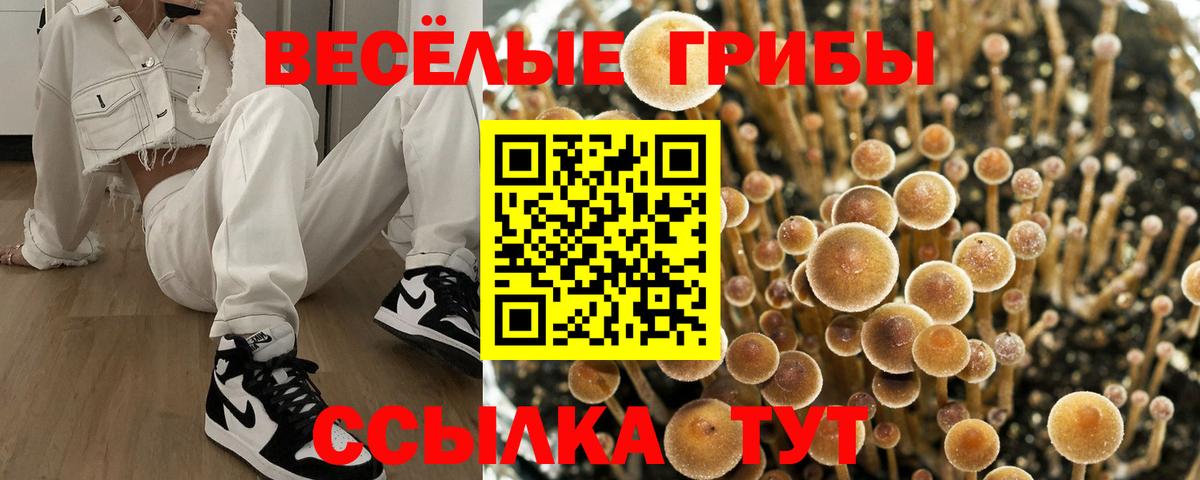как найти   Вход с VPN  Коркино  Псилоцибиновые грибы GOLDEN TEACHER 
